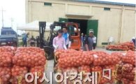 영광군 양파 정부수매 추진, 재고량 해소 및 농가 소득안정 기여