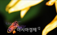 "꿀벌 사라지면 인류도 멸종"…떼죽음 원인은 니코틴