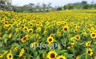 순천만정원, 해바라기 만개~관광객 시선 붙잡아