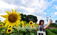 [포토]'파란 하늘 아래 해바라기'