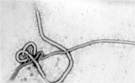 세번째 미국인 에볼라 감염자 발생…"라이베리아서 의료봉사 중 감염"