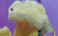 [포토]무궁화 꽃봉오리에 맺인 물방울 속 태극기