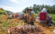 해남 햇고구마 본격 수확