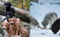 [과학을 읽다]늑대와 개들의 시간…'소통'하는 늑대