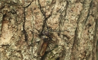 '천연기념물' 장수하늘소 발견, "멸종된 줄 알았는데…"