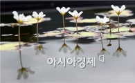[포토]함평자연생태공원 어리연꽃 만개 