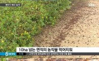 해남 4㎝ '괴물' 메뚜기떼 습격…계속 부화 중