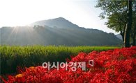 제14회 영광 불갑산 상사화 축제 개최