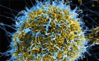 [과학을 읽다]에볼라…'더할 수 없는 나쁜 상황'