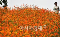 [포토]붉게 타오르는 황화코스모스