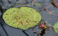 희귀·멸종위기식물 가시연꽃 충남 홍성에서 ‘개화’