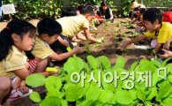 [포토]가을철 배추 심는 어린이들