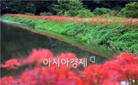 [포토]붉디 붉은 함평 용천사 꽃무릇 절정