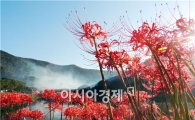 [포토]붉디 붉은 꽃무릇의 유혹