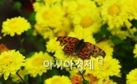 [포토]가을 국화 찾은 나비