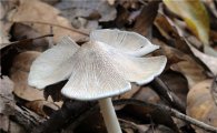 전남서 국내 버섯 미기록 3종 발견 학계 관심