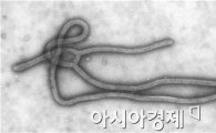 "시에라리온 파견된 한국인 의사, 에볼라 노출 가능성 있다"