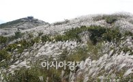 억새의 향연, 장흥‘천관산 억새제’10월 5일 개최