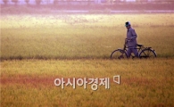 [포토]농부를 손짓하는 무르익어 가는  가을 들판