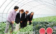  ‘정읍 단풍미인 씨없는 수박’ 일본 첫 수출