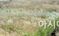 [포토]억새꽃 사이로