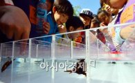 [포토]곤충올림픽대회 물방개 레이싱