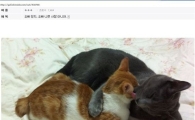오빠믿냥?