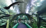 [포토]제2롯데월드 엔터테이먼트동 아쿠아리움 공개