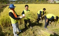 NH농협손보, 연촌마을서 수확철 농촌 일손돕기