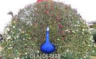 [포토]함평국화축제장에 '공작새' 한마리 날갯짓