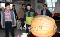 [포토]슈퍼호박 살펴보고있는 안병호 함평군수