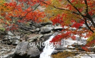 가을 지리산의 백미, 피아골 단풍 보러 오세요
