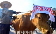 [포토]띠 두른 소, '영연방 FTA 국회비준 반대'
