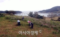 완도 청산도 코스모스 제거작업 한창