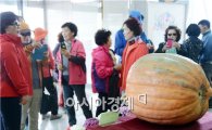 [포토]함평국향대전, 76.2㎏ "슈퍼호박" 관광객 인기
