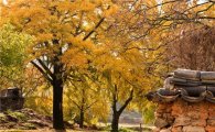 가을 정취 맛볼 수 있는 ‘충청권 계절축제 3선’