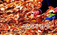 [포토]낙엽을 주우며....
