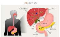 담석증 환자 급증…"서구화된 식습관 탓, 폐경기 여성 주의해야"