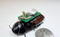 [과학을 읽다]사이보그 바퀴벌레…'수색·구조' 투입