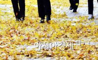 [포토]낙엽 휘날리며