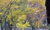 [포토]낙엽과 강풍