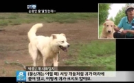 한국 토종 풍산개의 특징…"한 번 주인은 영원한 주인"