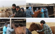 한국형 말(馬) 백신…몽골·중국 달린다