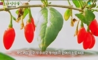 '구기자의 효능', 쾌변-저혈압에 효과 만점… 지친 男위한 특효약