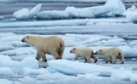 [과학을 읽다]새끼 없는 세상…북극곰의 비극