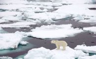 [과학을 읽다]기후변화…북극곰 생존 힘들다