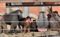 [포토]난로 주변에 모인 망토 원숭이들
