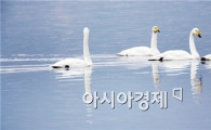 [포토]추위 즐기는 고니들