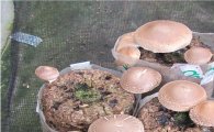 생산성 높은 표고버섯 신품종 ‘산마루1호’ 첫 개발
