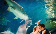 신랑 몰래 상어와 키스하는 신부